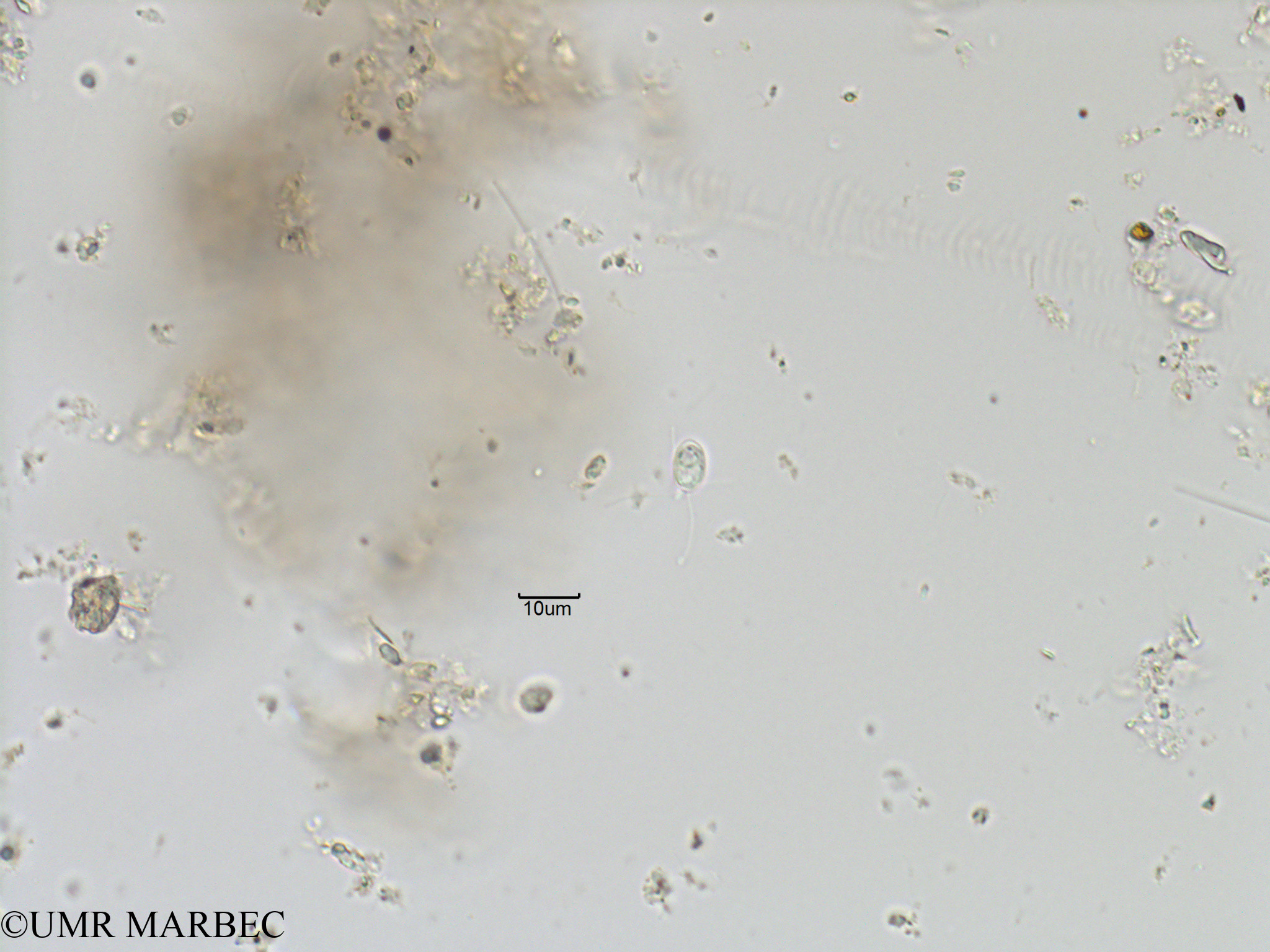 phyto/Bizerte/bizerte_bay/RISCO November 2015/Nanoflagellé 12 (ancien Microflagellé 13 -Baie_T1B-Leucocryptos).tif(copy).jpg